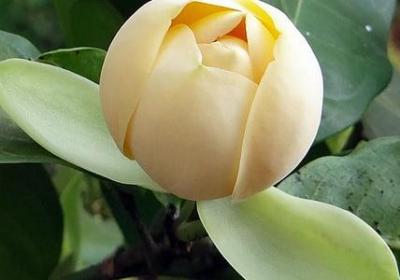 雪白的类似的词语(热门51句)