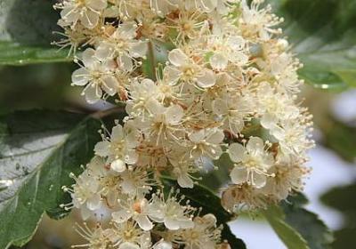 金灿灿类似的词语(70句)