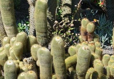 赞美竹海的词语(合集51句)