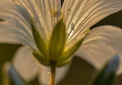 母爱伟大的名言(汇总40句)