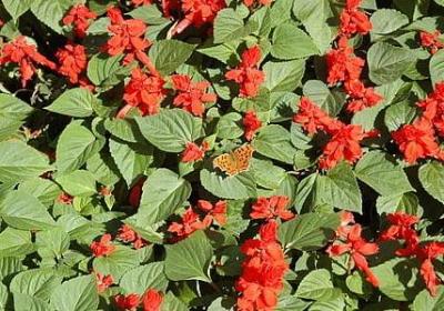 林则徐的名言(通用80句)