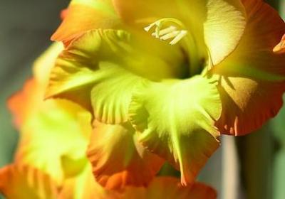 爱国名言是什么(优选70句)