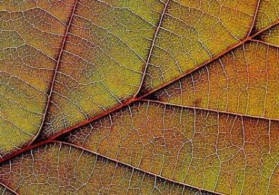 爱情公寓名言(推荐80句)