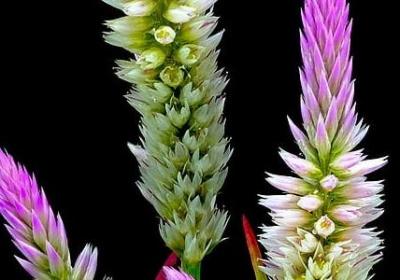 李嘉诚的名言名句(共80句)