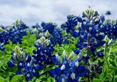 父爱和母爱的名言(实用20句)