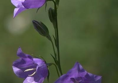 珍惜时间的英语名言(实用77句)