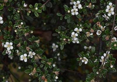 生命的价值名言(优选60句)