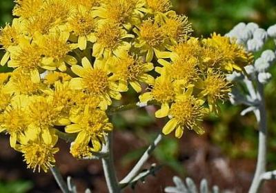 爱国教育名言(通用16句)