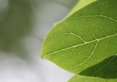 有什么四字词语(热门71句) 有什么四字词语(热门71句)