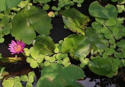 未组词有哪些词语(推荐41句)