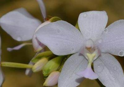 比喻姐妹情深的词语(50句)