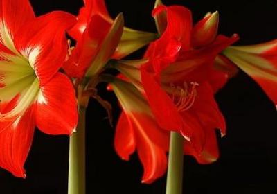 模仿声音的词语(必备49句)