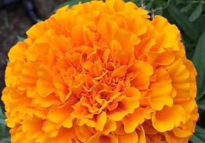 火字词语接龙(优选50句)