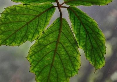 涉能组什么词语(汇总44句)