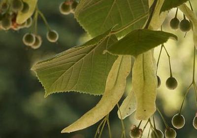 爱心词语大全集(热门50句)