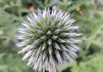 沉甸甸相近的词语(通用50句)