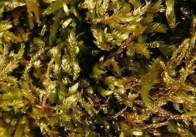 生机盎然的词语(60句)