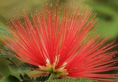 申可以组什么词语(优选45句)