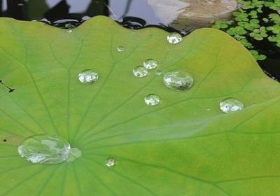 禾字组词语有哪些(精选41句) 禾字组词语有哪些(精选41句)