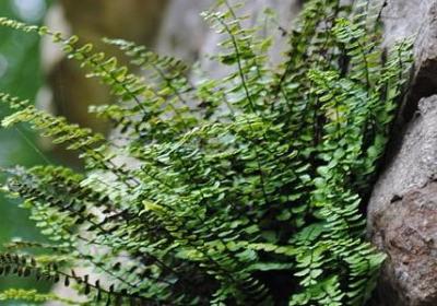 白的词语有哪些(通用20句) 白的词语有哪些(通用20句)