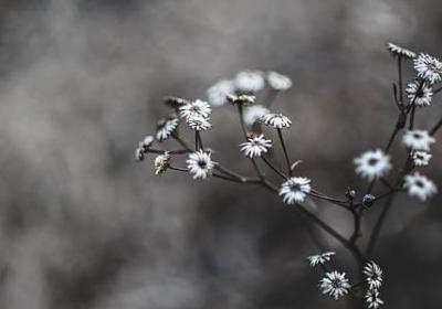 绸组词有哪些词语(精选16句)