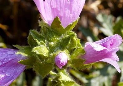 表示愁的词语(热门40句) 表示愁的词语(热门40句)