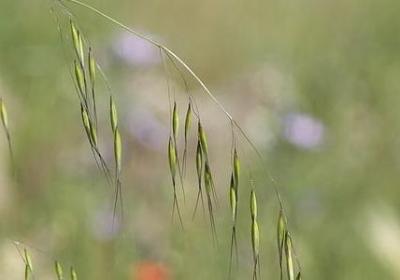 莱怎么组词语(必备30句)