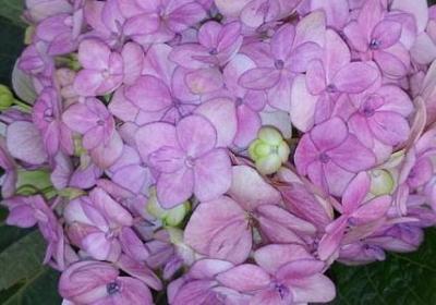 赞美亲情的词语(合集41句)