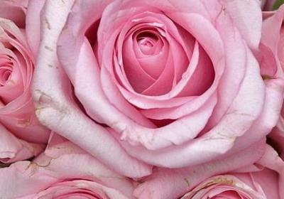 讨厌小鲜肉这个词语(优选12句)