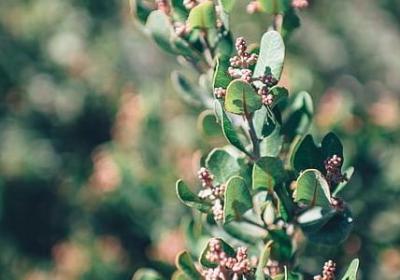 赞美樱花的优美词语(精选51句)