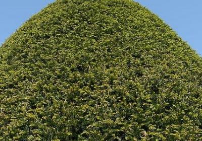 有关老师的名言(共20句)