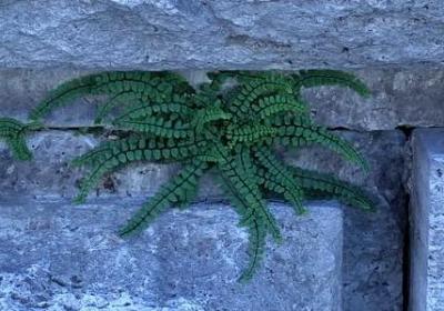 降怎么组词语(合集20句)