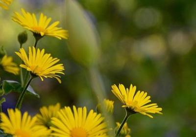 赞美香港的四字词语(推荐80句)