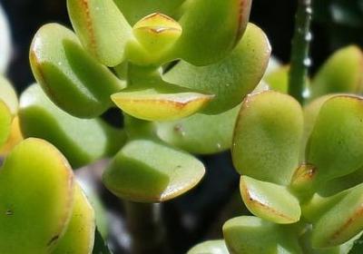 母爱名人名言(热门15句)