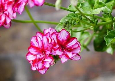 牛顿说过的名言(40句)