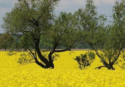 生命的意义的名言(共98句)