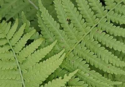 母爱的名言有哪些(通用40句)