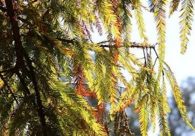 描写景物的四字词语(必备40句)