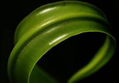 毛茸茸类似的词语(合集40句)