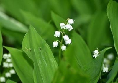 梗组词语有哪些(实用50句)