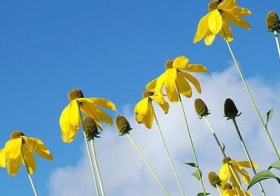 有关白的词语(40句)