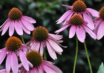 有关成长的词语(合集40句)