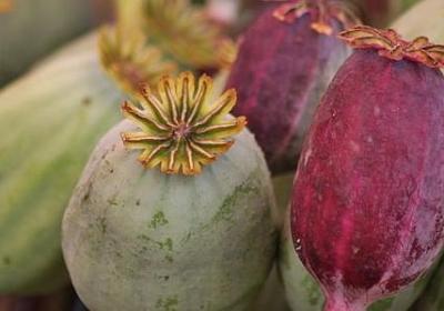 朋组词有哪些词语(实用52句)