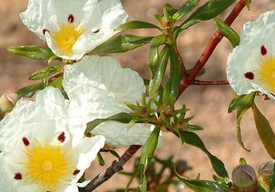 海底两万里词语积累(50句)