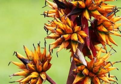 涟漪解释词语(共8句)