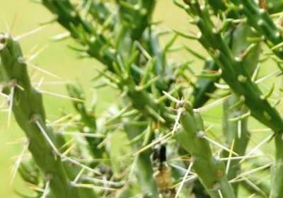 炫耀解释词语(精选50句)