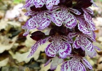 深组什么词语(精选16句)