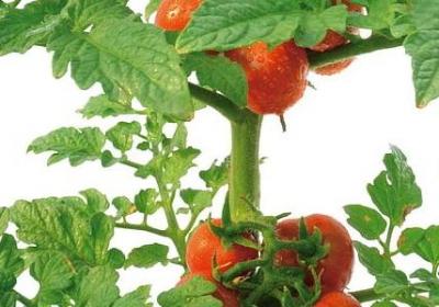 涟能组什么词语(汇总21句)