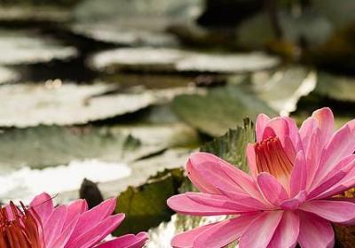 生机勃勃的什么填词语(推荐40句)