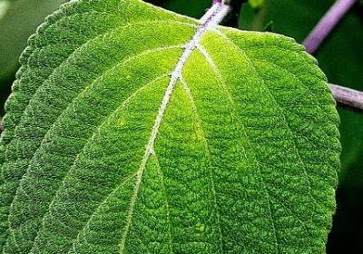 用词语造句大全一年级(必备50句)